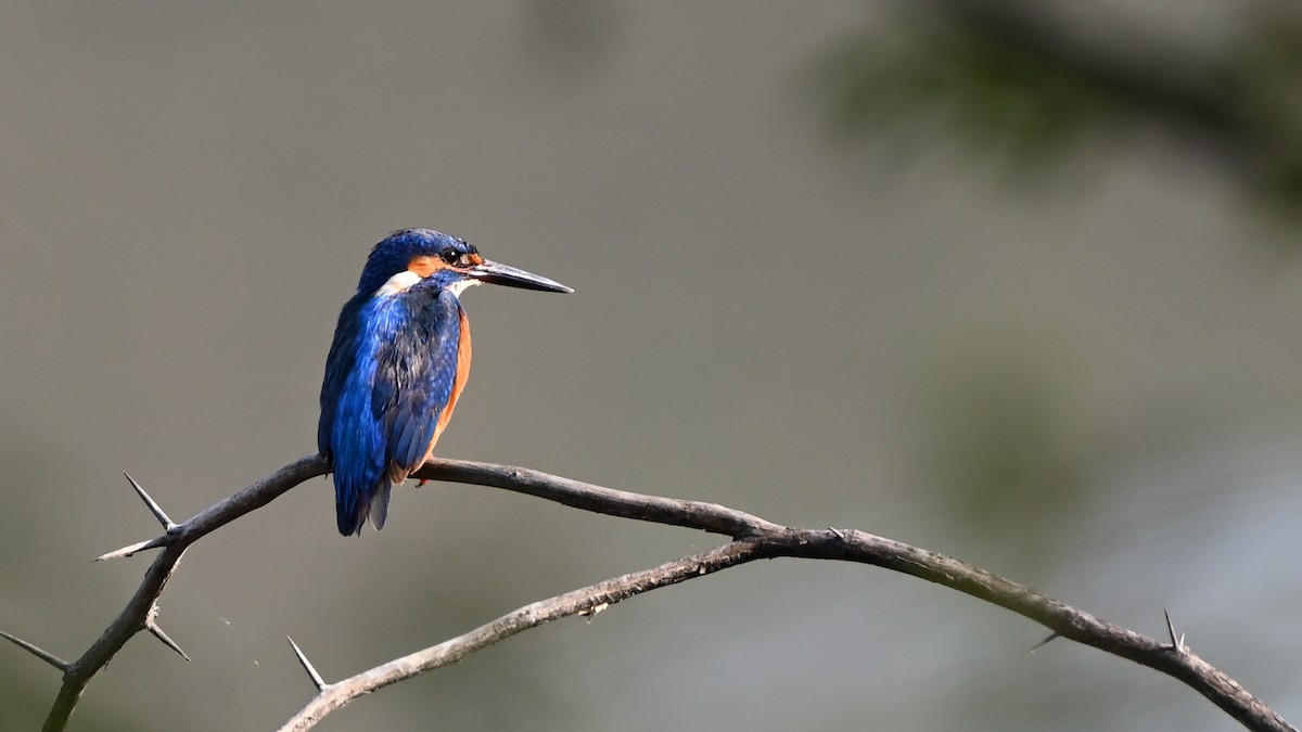 Eisvogel - ML631797687