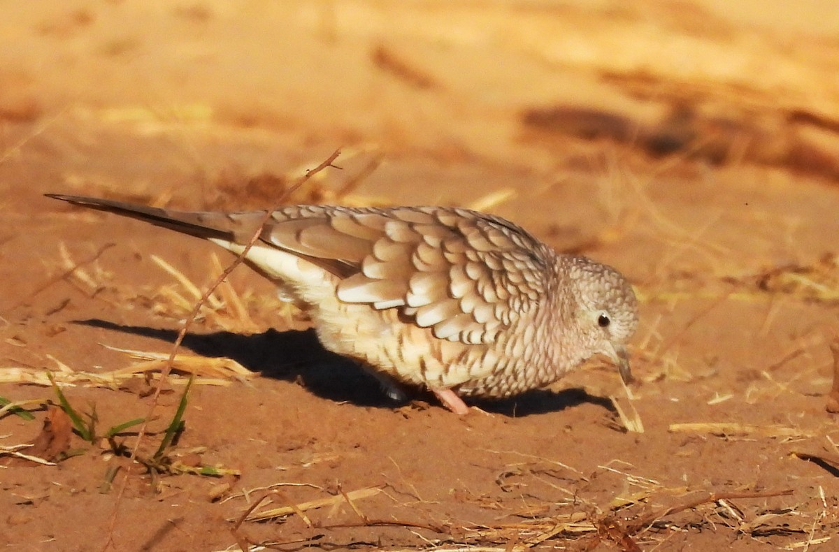 holoubek šupinkový - ML631798056