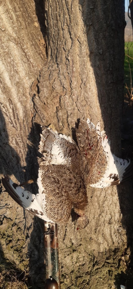 Little Bustard - ML631798064