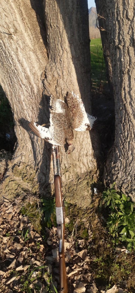 Little Bustard - ML631798065