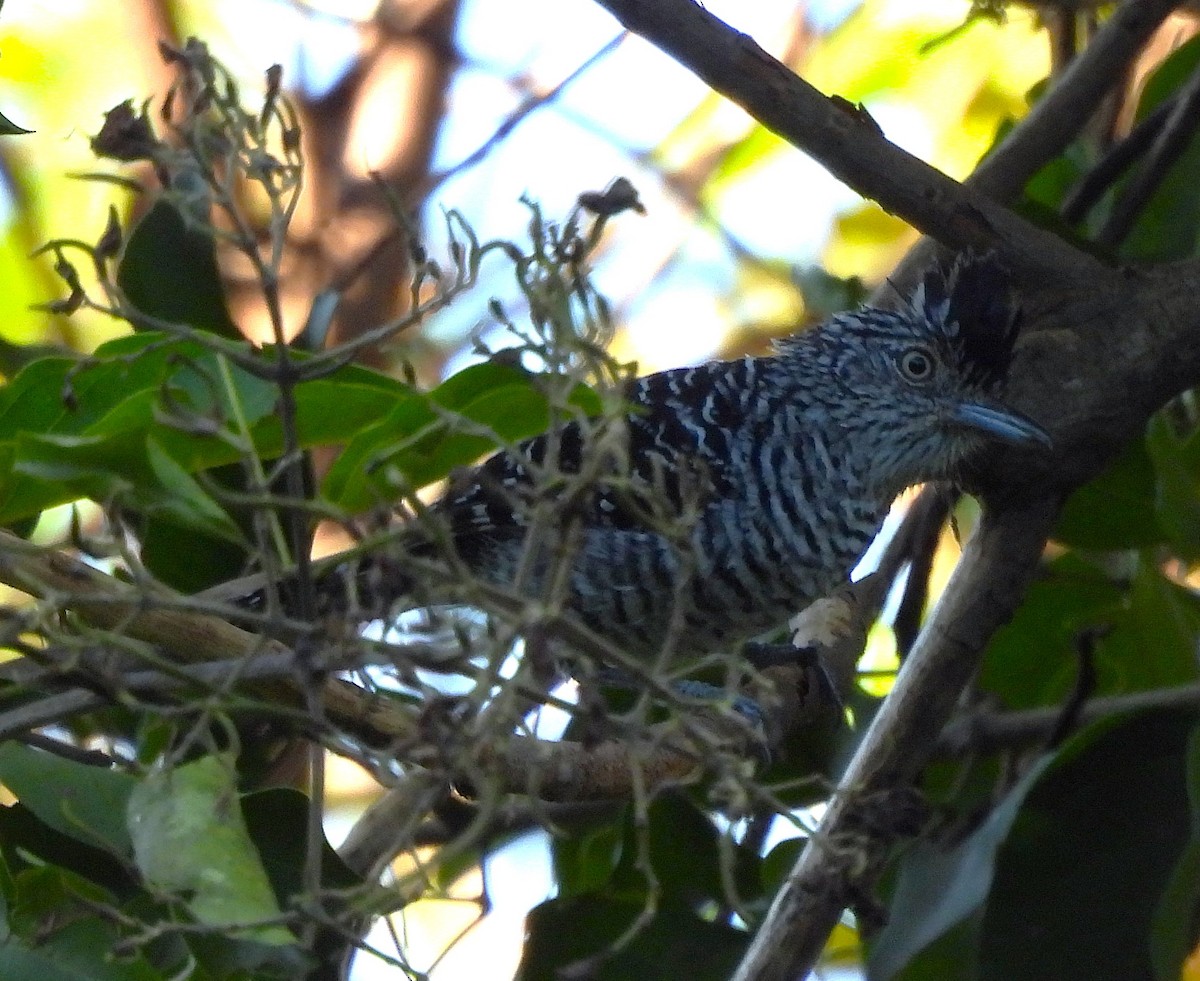 Barred Antshrike (Barred) - ML631798066