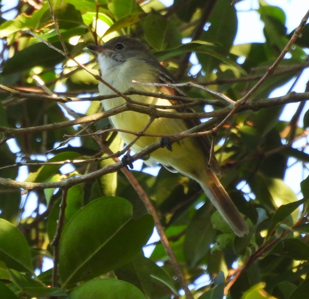 Large Elaenia - ML631798084