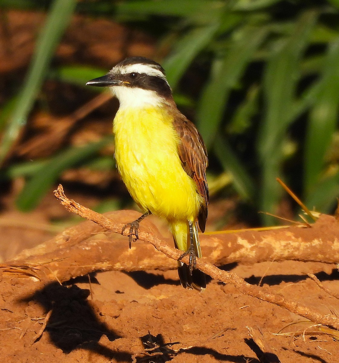 Great Kiskadee - ML631798090