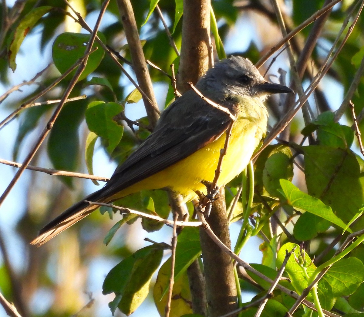 Tropical Kingbird - ML631798144