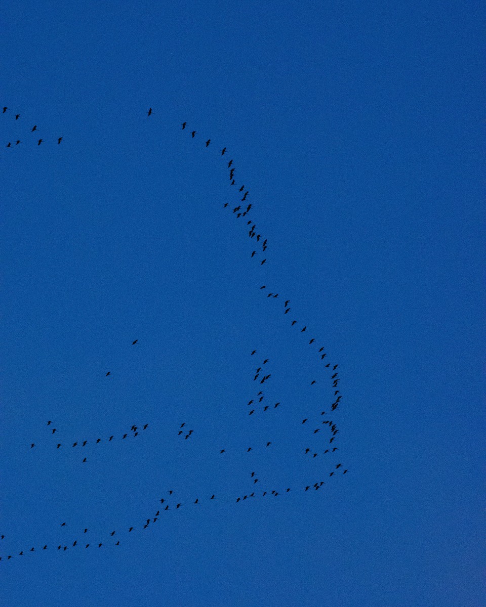 Common Crane - ML631798151