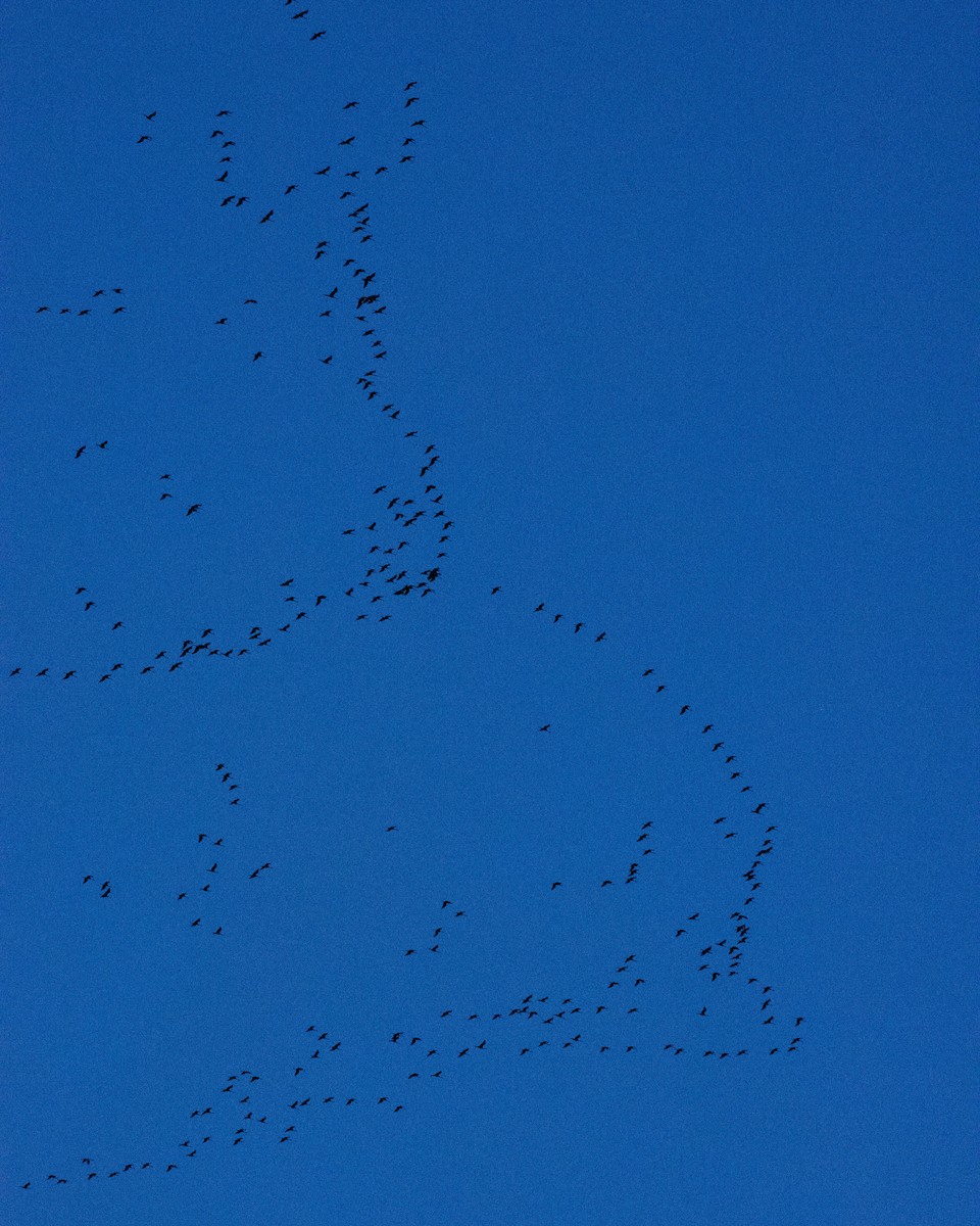 Common Crane - ML631798152