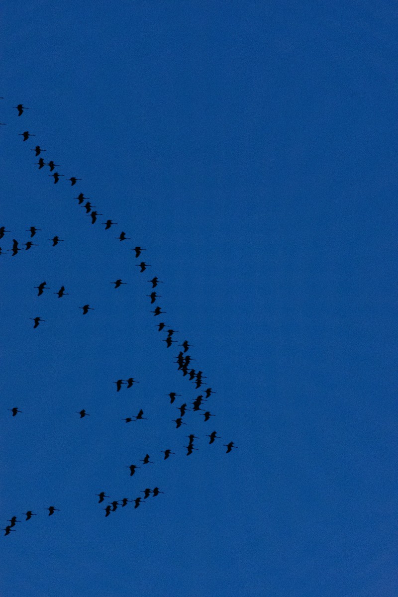 Common Crane - ML631798153