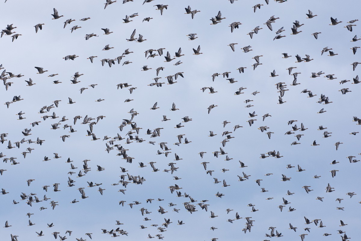 Greater White-fronted Goose - ML631798157