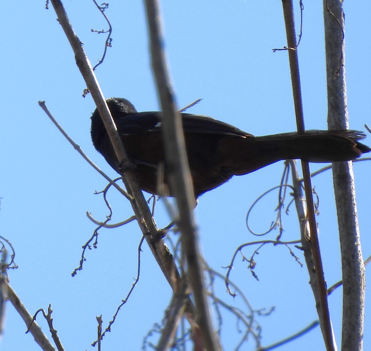 Chestnut-bellied Seed-Finch - ML631798176