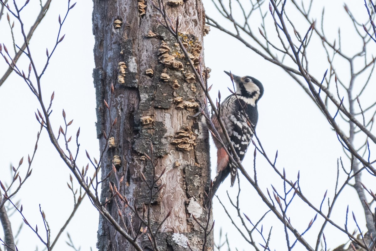 White-backed Woodpecker - ML631798191