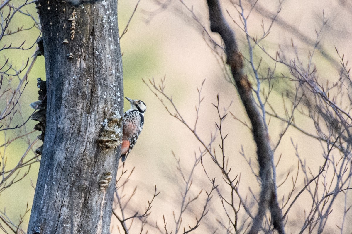 White-backed Woodpecker - ML631798192