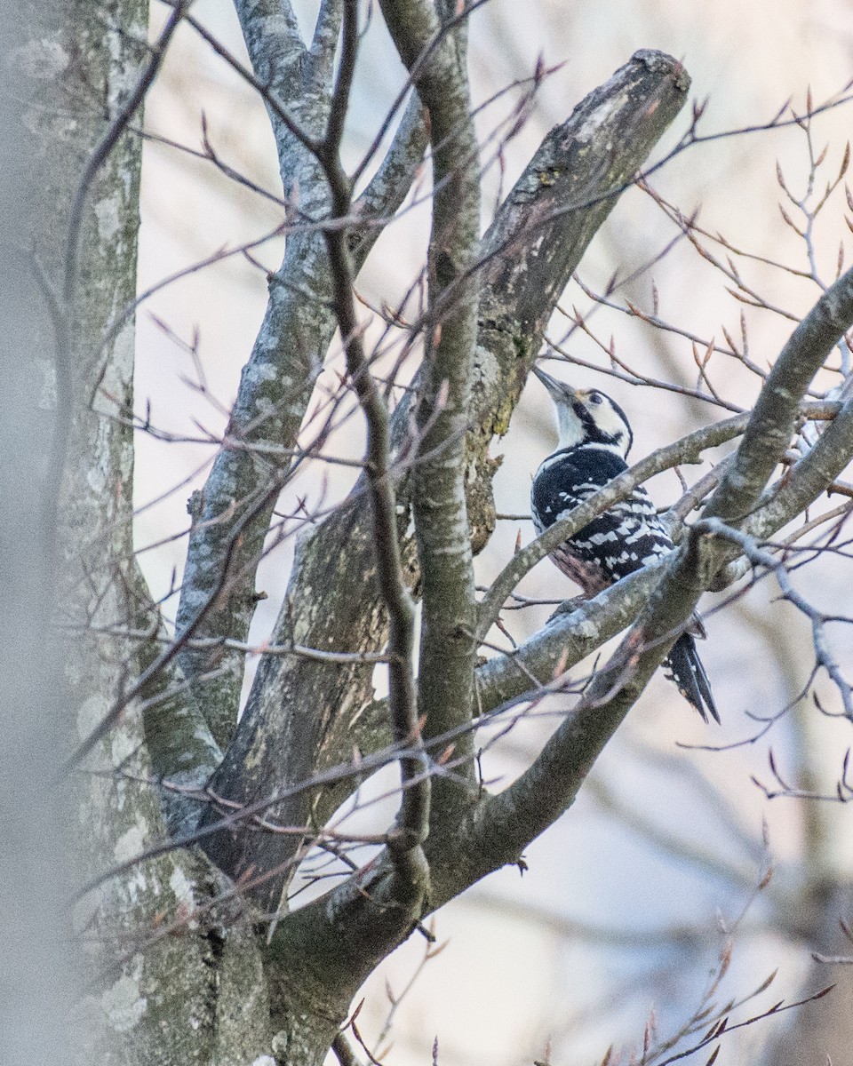 White-backed Woodpecker - ML631798193