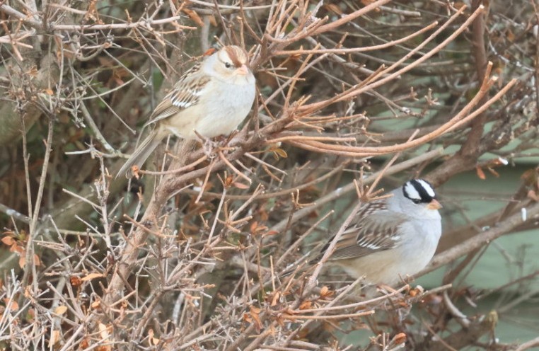 White-crowned Sparrow - ML631798197