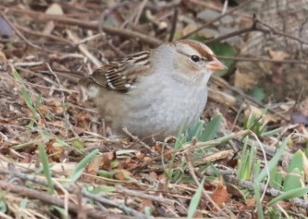 White-crowned Sparrow - ML631798198
