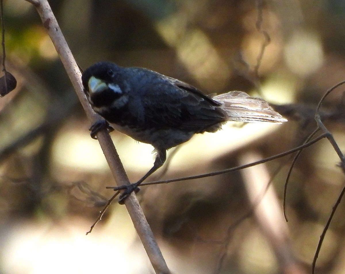 Double-collared Seedeater - ML631798205