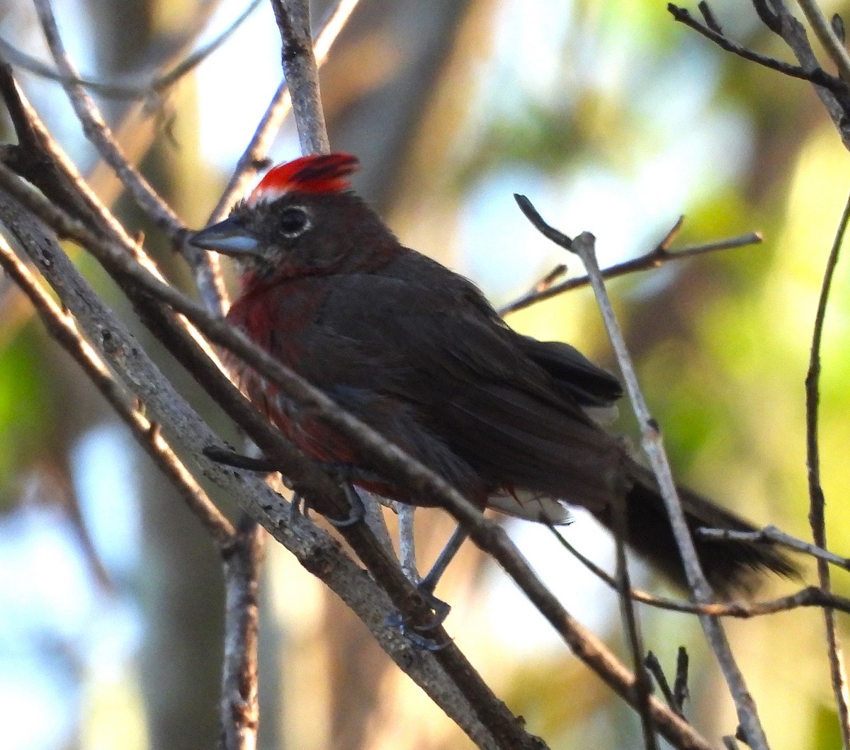 Red-crested Finch - ML631798216