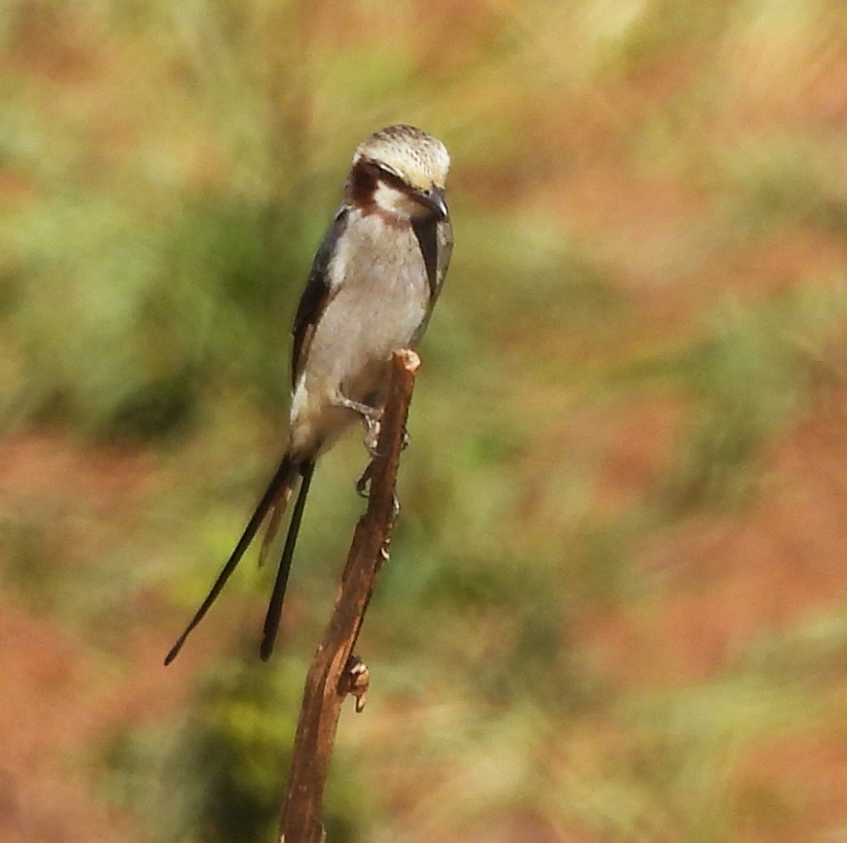 Streamer-tailed Tyrant - ML631798276