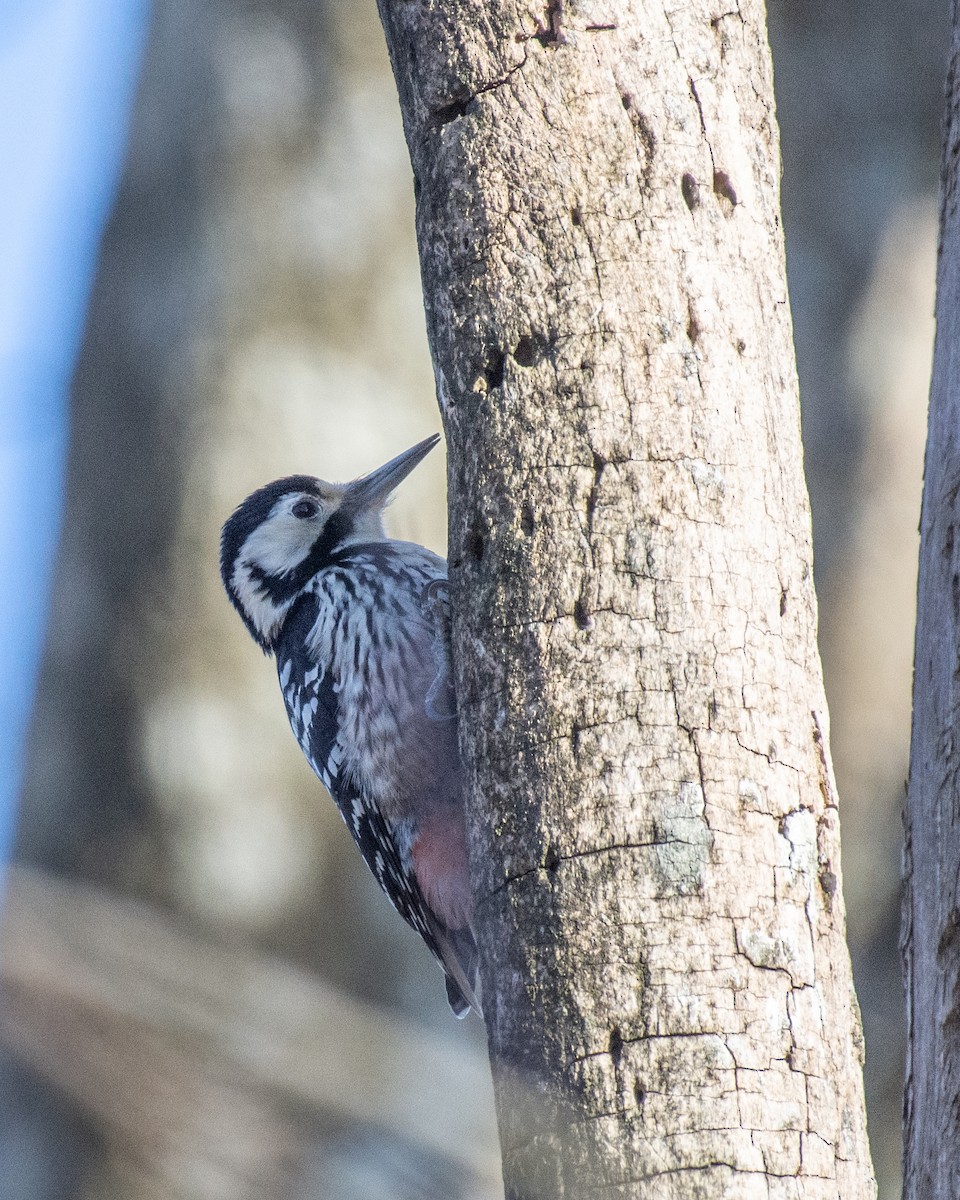 White-backed Woodpecker - ML631798285