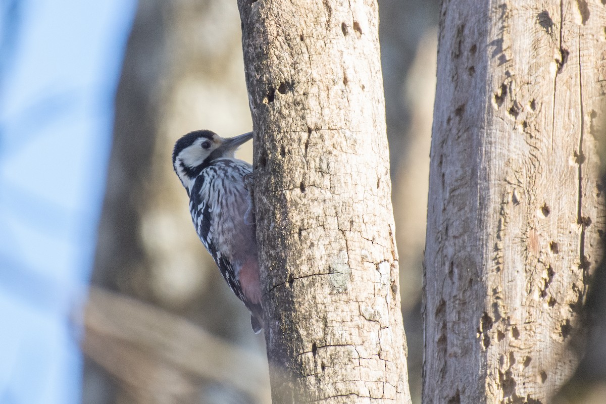White-backed Woodpecker - ML631798286