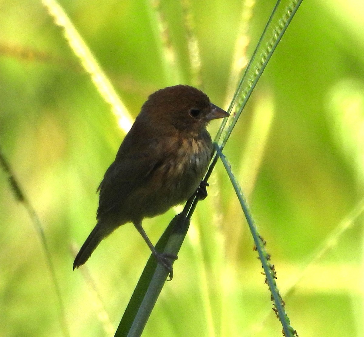 Blue-black Grassquit - ML631798292
