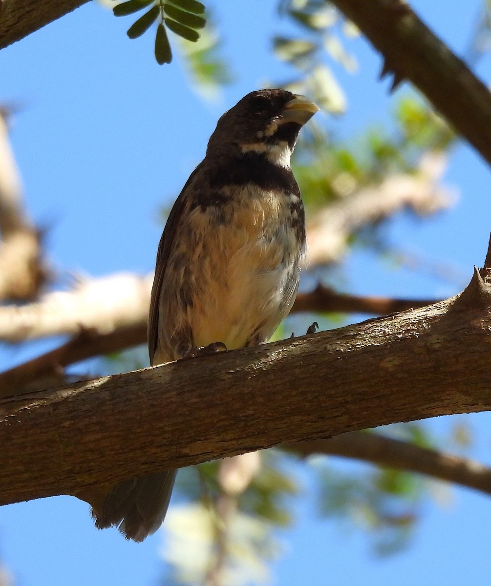Double-collared Seedeater - ML631798307