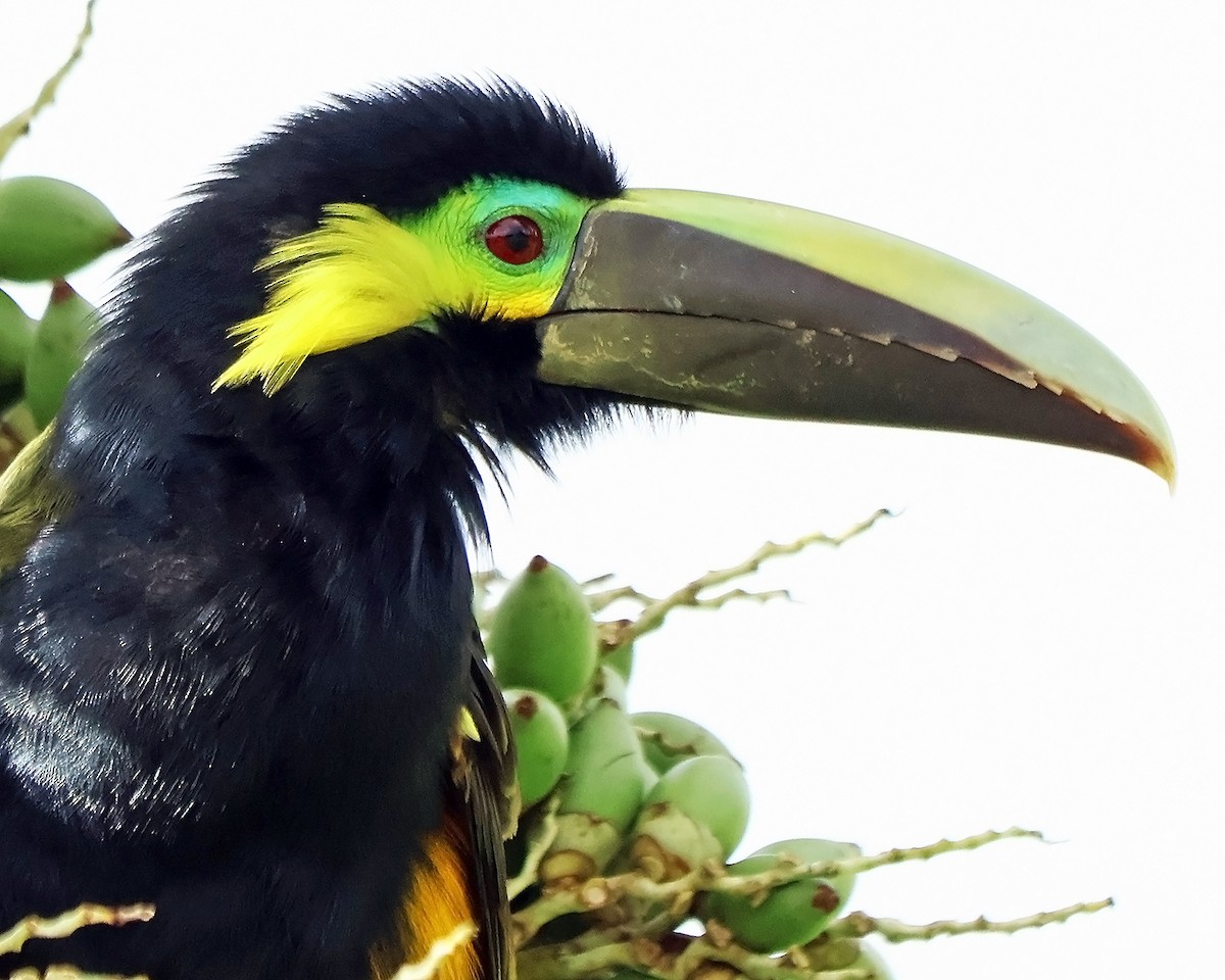 Yellow-eared Toucanet - ML631798315