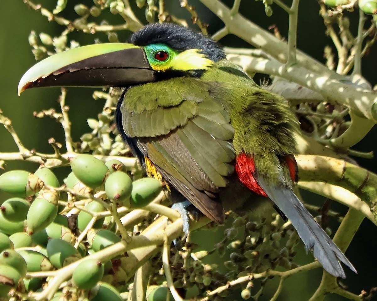 Yellow-eared Toucanet - ML631798316