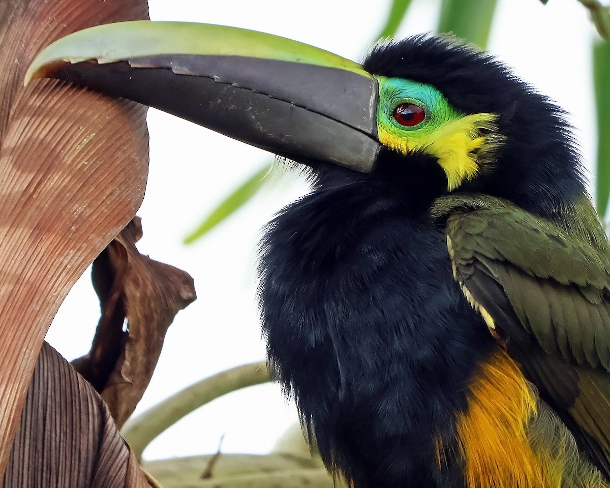 Yellow-eared Toucanet - ML631798317