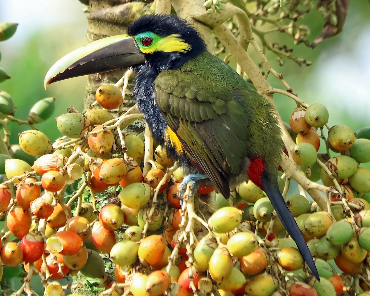 Yellow-eared Toucanet - ML631798318