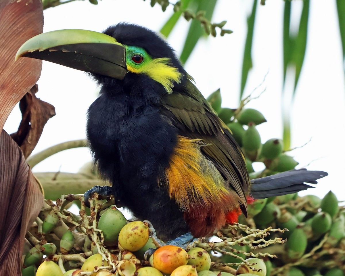 Yellow-eared Toucanet - ML631798321