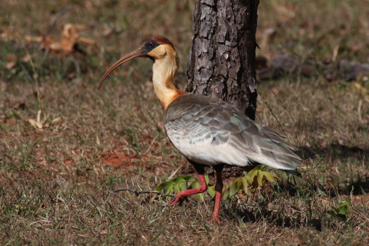 Buff-necked Ibis - ML631798350