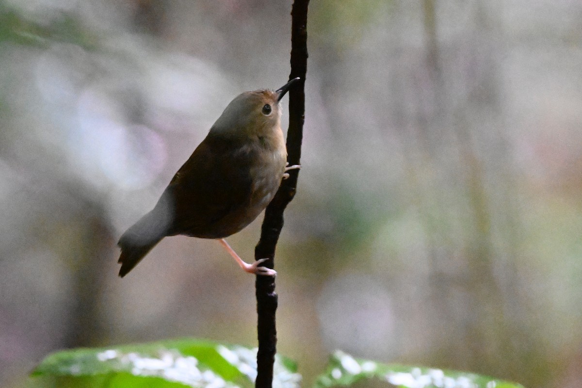 Atherton Scrubwren - ML631798395
