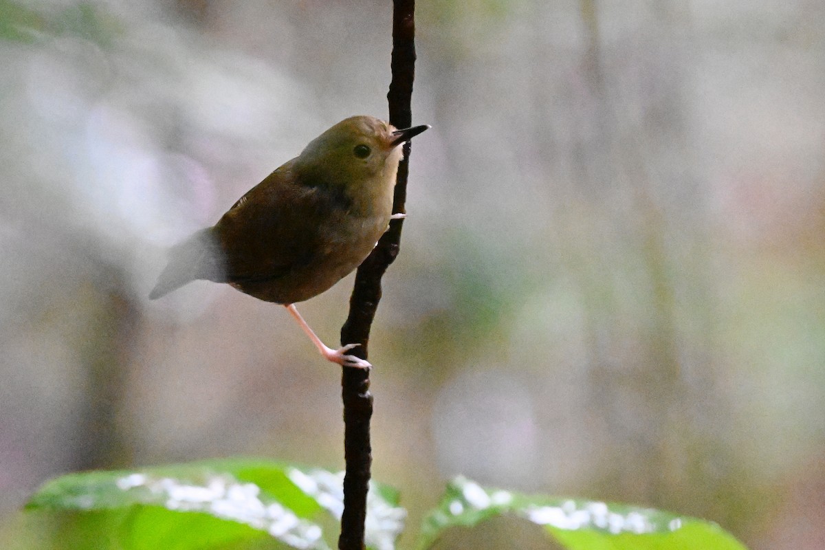 Atherton Scrubwren - ML631798396