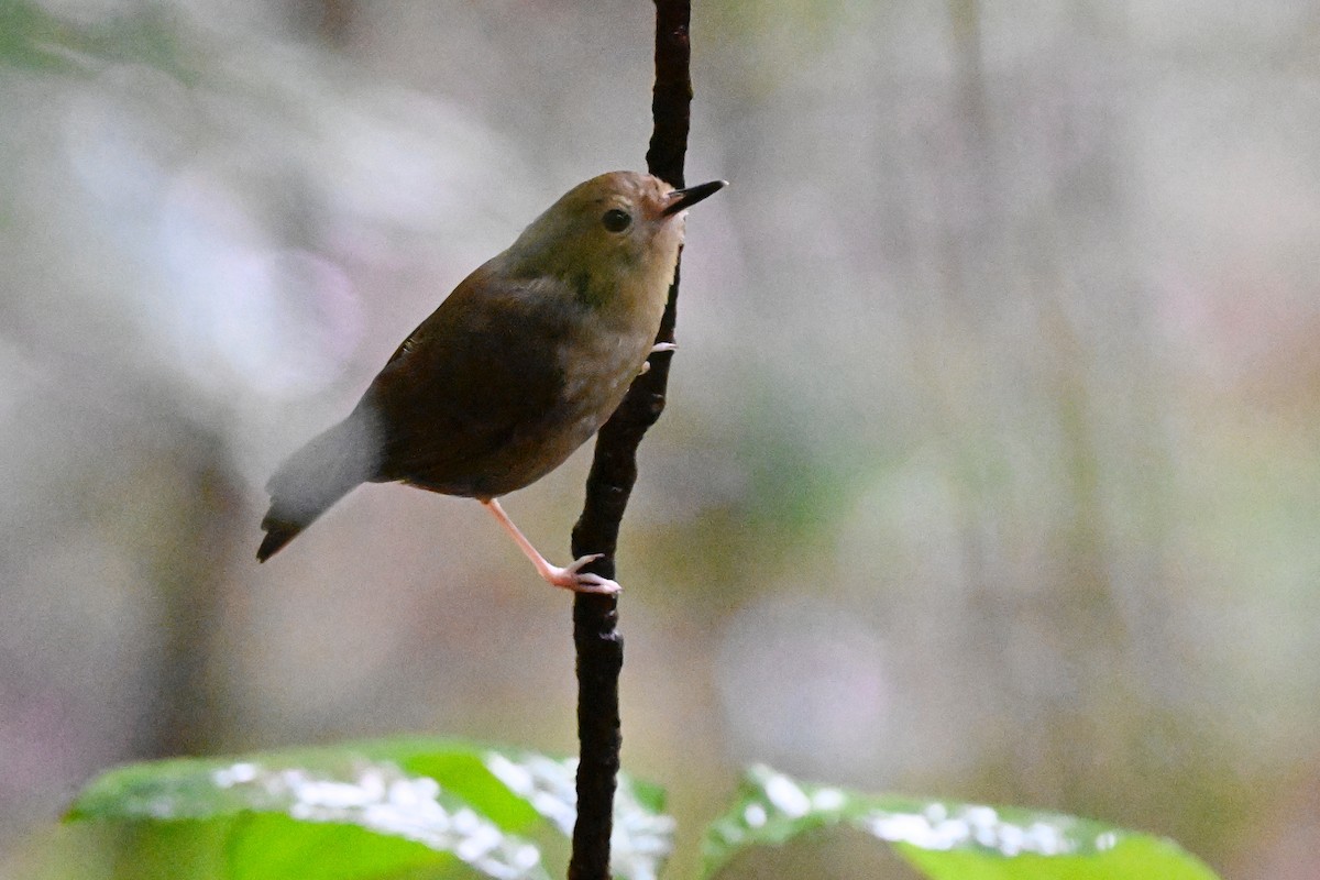 Atherton Scrubwren - ML631798397