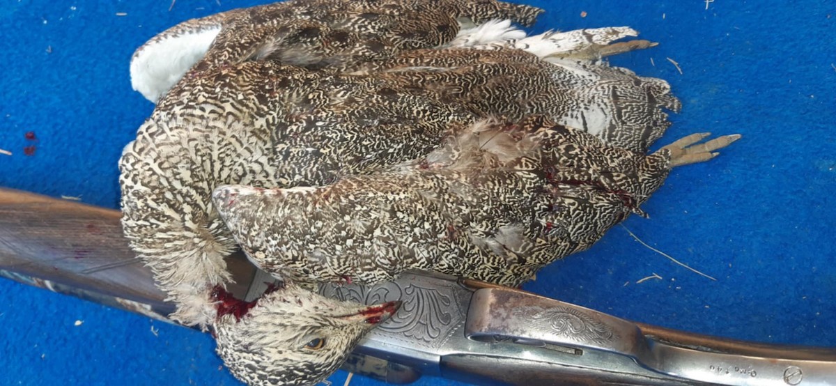 Little Bustard - ML631798690