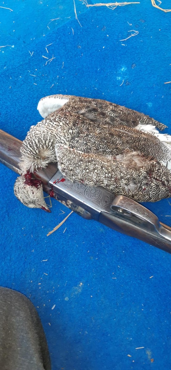 Little Bustard - ML631798691