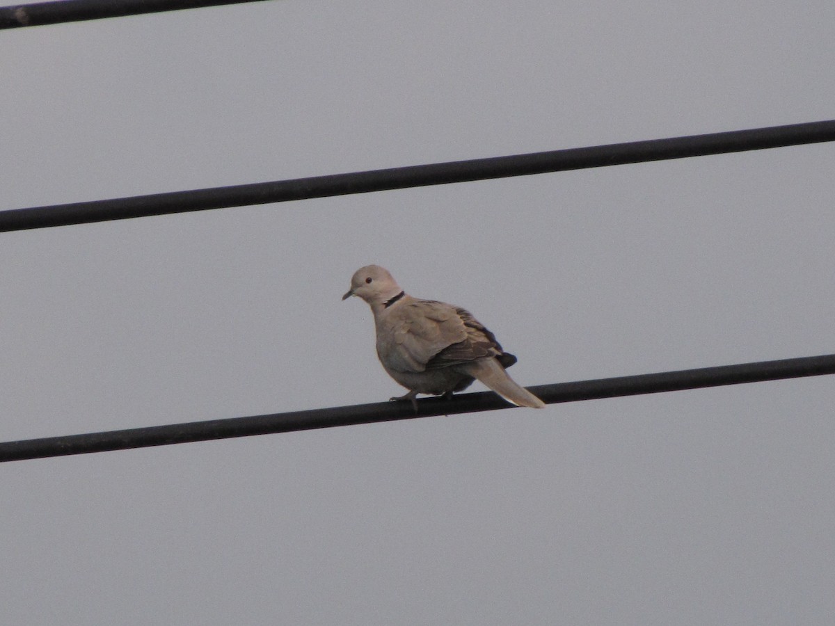 Eurasian Collared-Dove - ML631798767