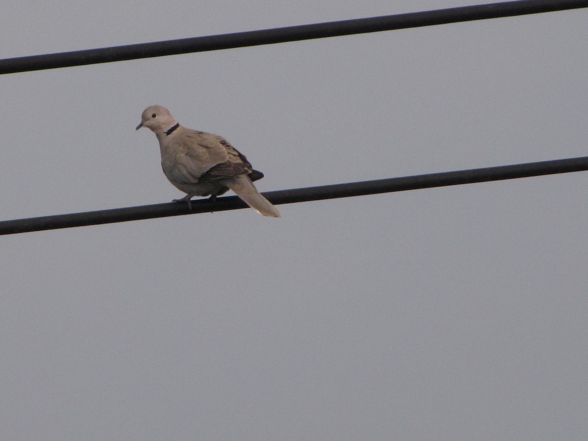 Eurasian Collared-Dove - ML631798770