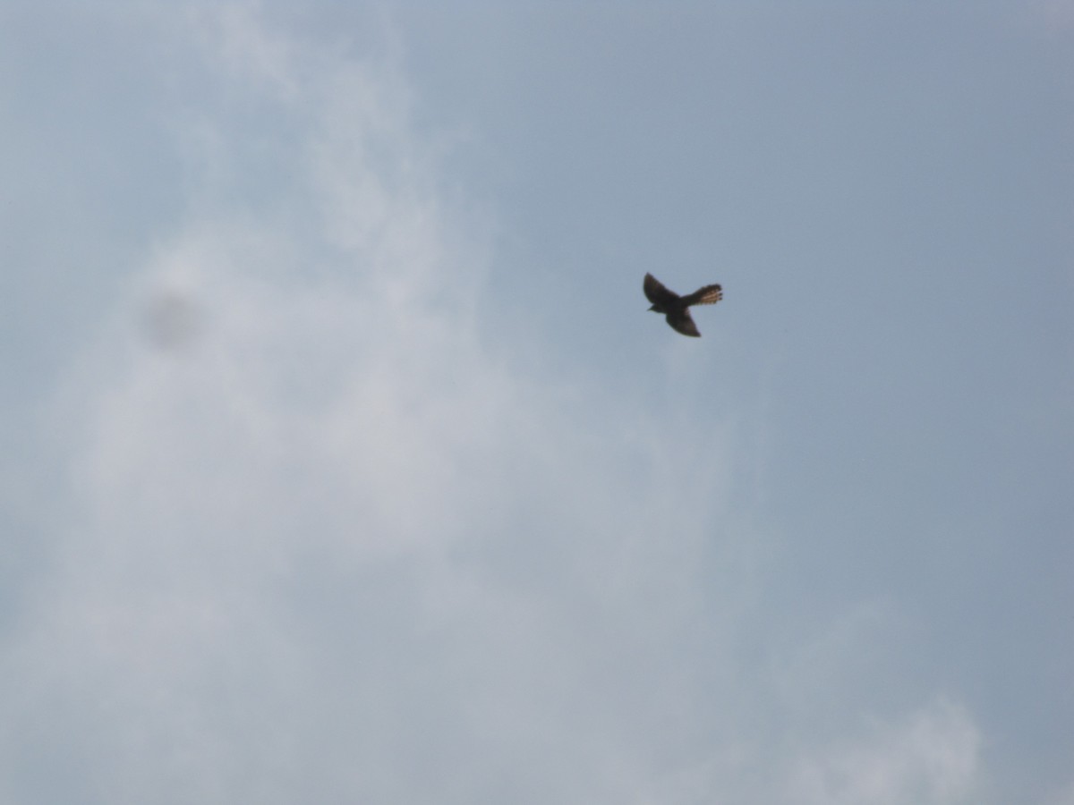 Common Cuckoo - ML631798779