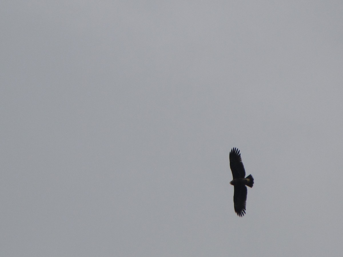 Greater Spotted Eagle - ML631798802