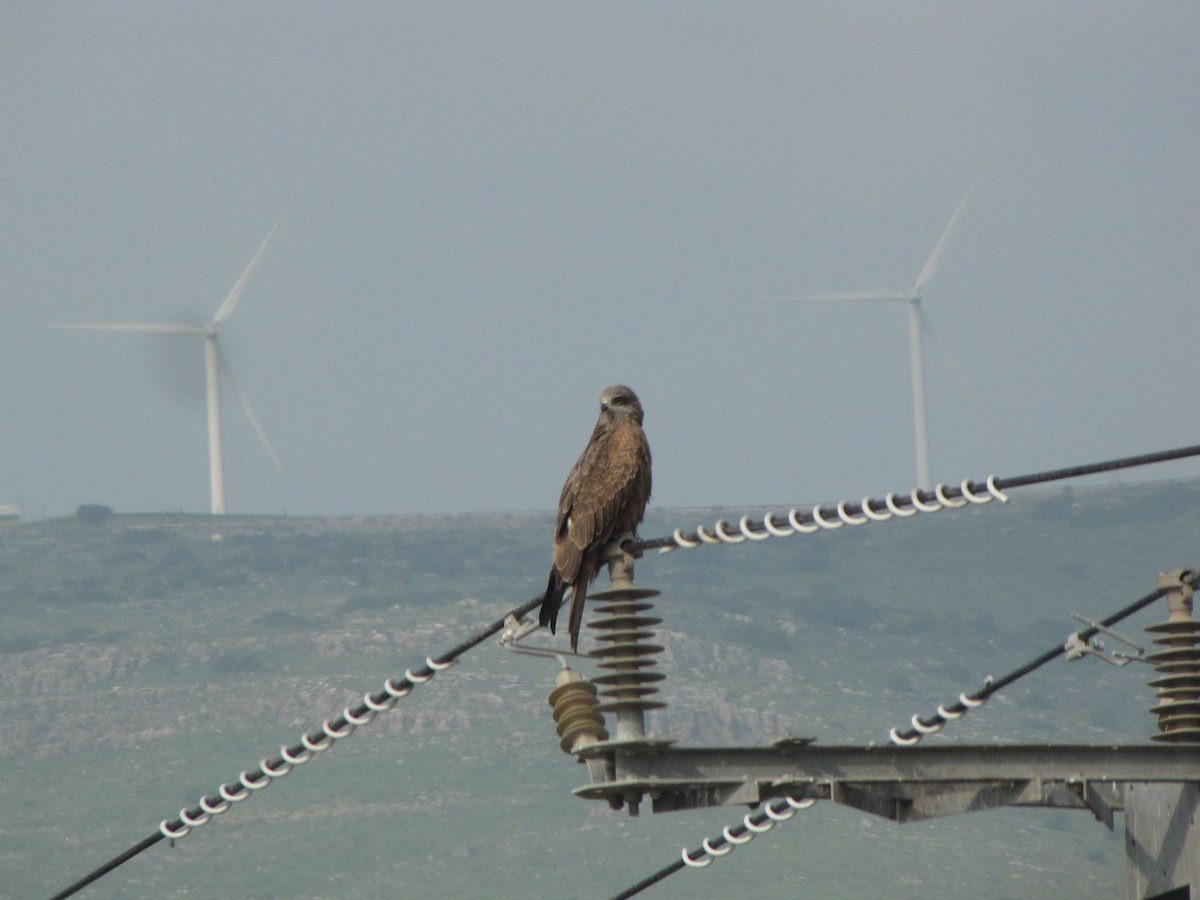 Black Kite - ML631798808