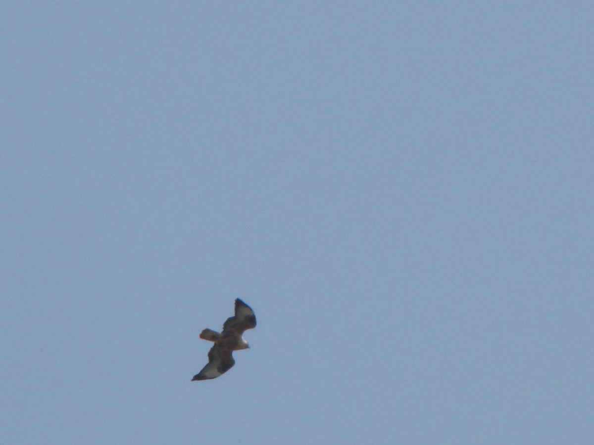 Long-legged Buzzard - ML631798816