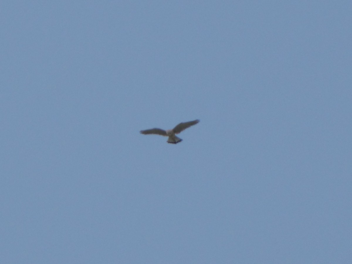 Lesser Kestrel - ML631798832