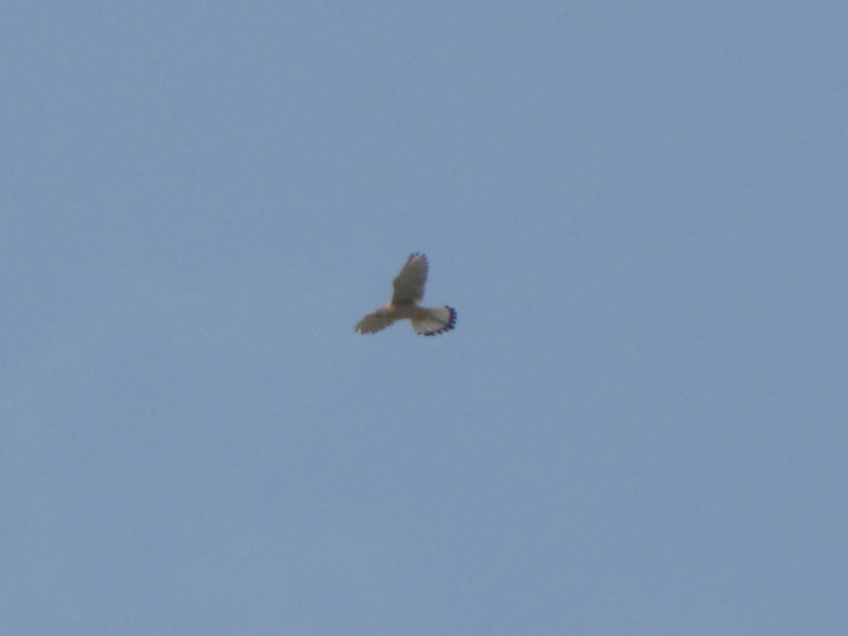 Lesser Kestrel - ML631798842