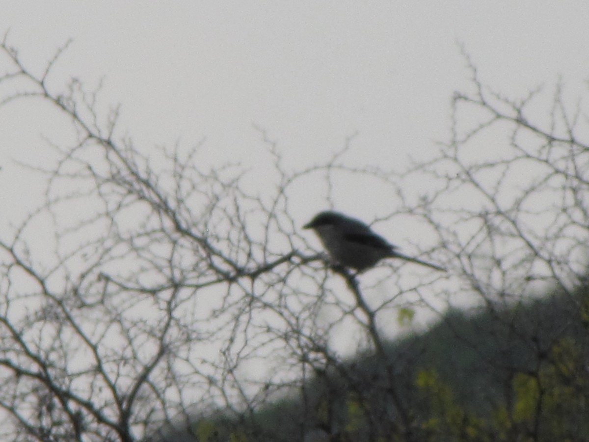 Great Gray Shrike - ML631798847