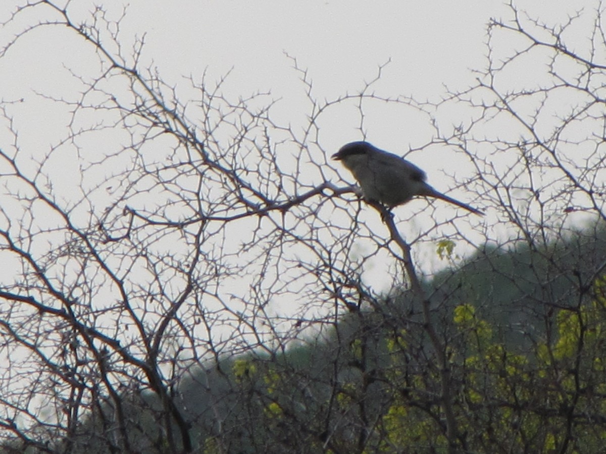 Great Gray Shrike - ML631798848