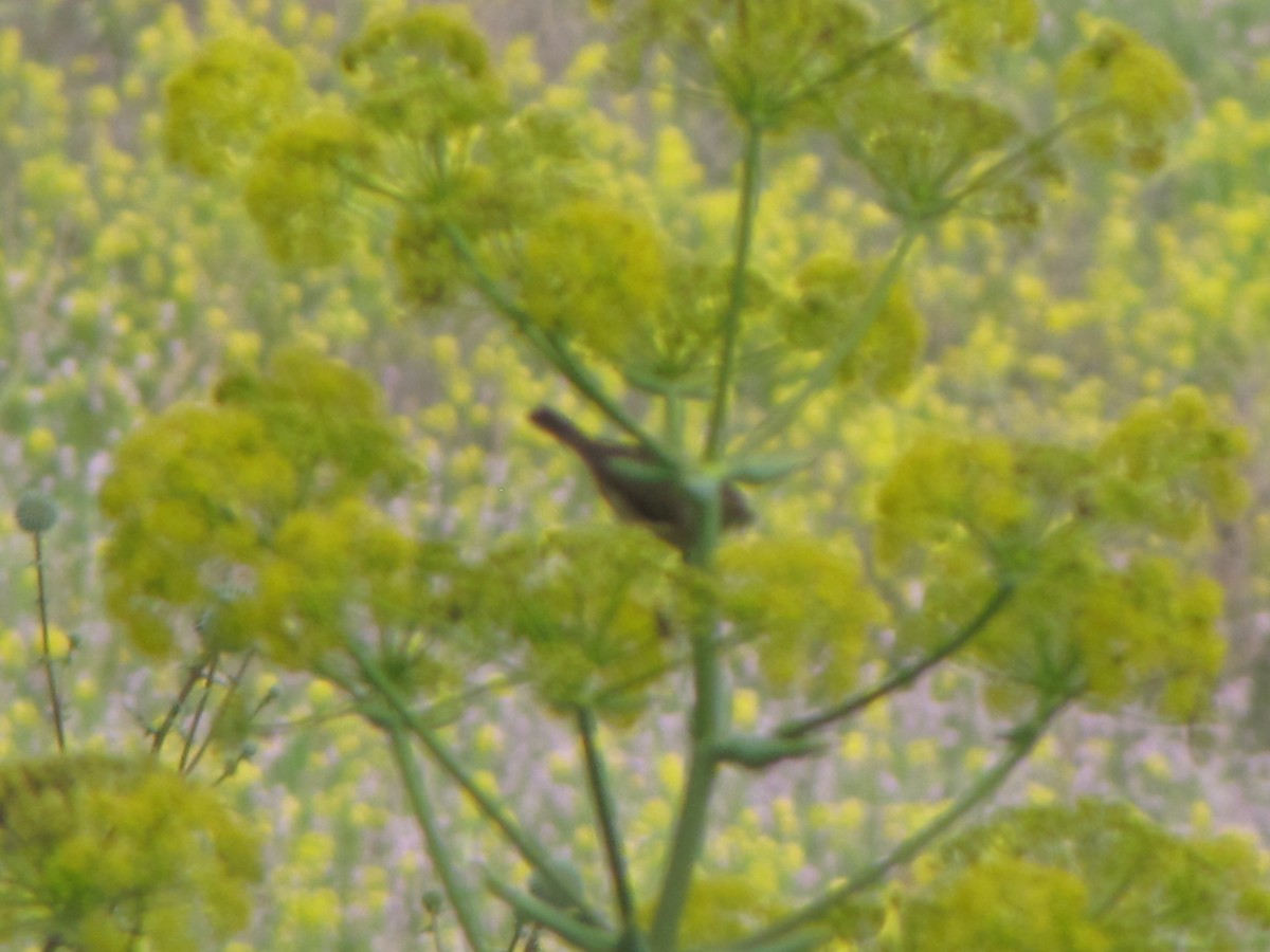 Common Chiffchaff - ML631798867