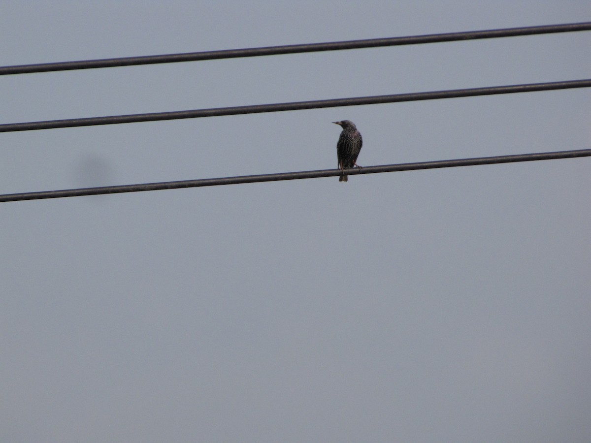 European Starling - ML631798878