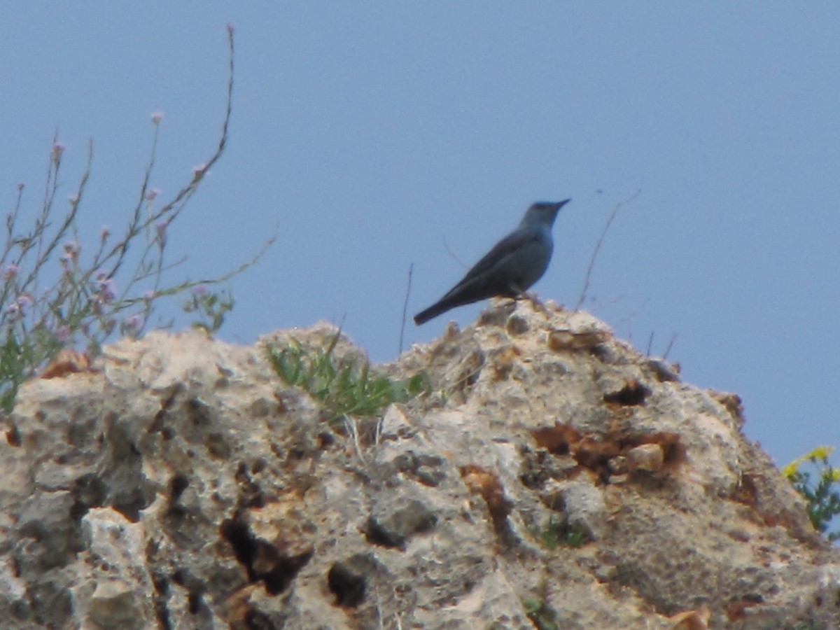 Blue Rock-Thrush - ML631798891