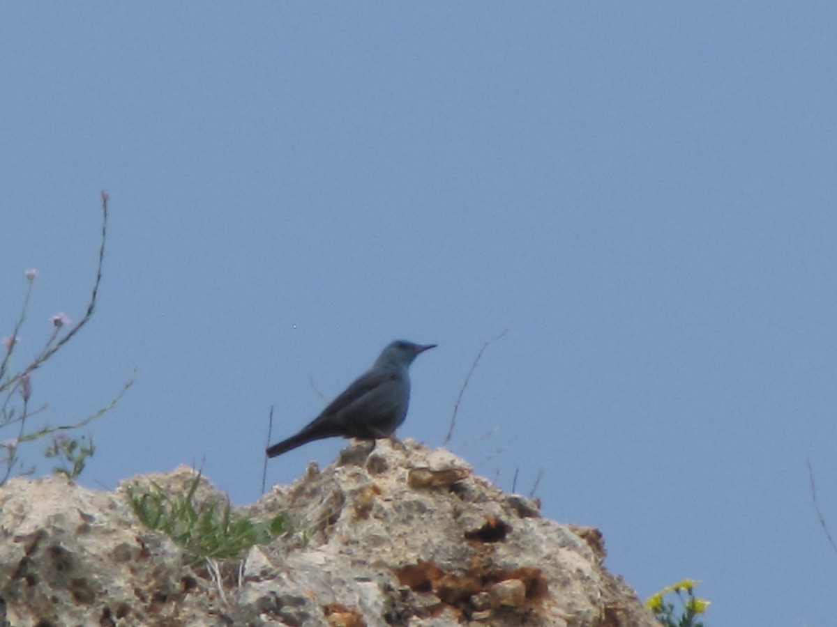 Blue Rock-Thrush - ML631798892
